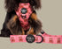 Pablo & Co. TEDDIES Dog Leash